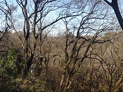 生田緑地の中の山道